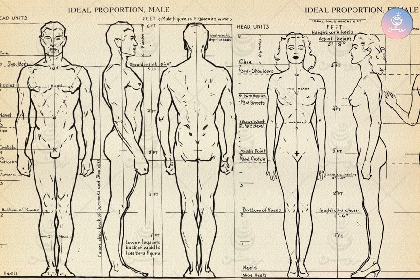 نسبت‌های مرد و زن در آناتومی بدن انسان