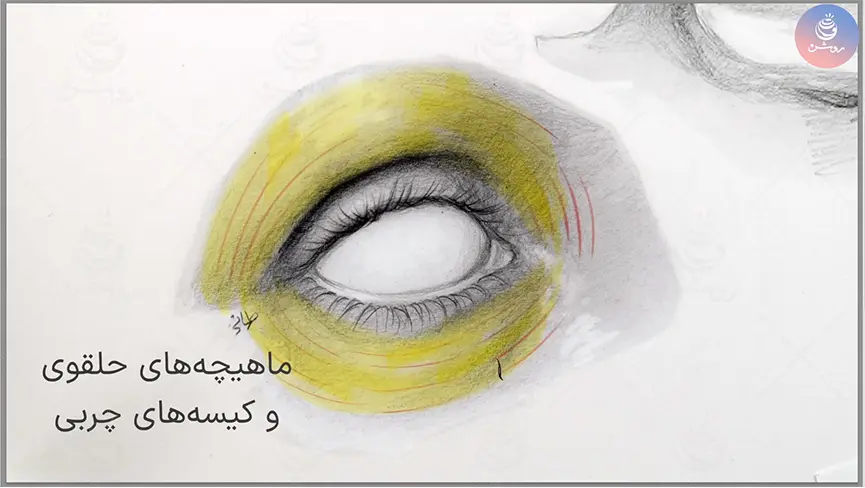 ماهیچه اطراف چشم انسان