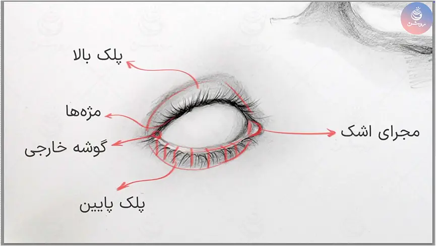 ساختار چشم انسان