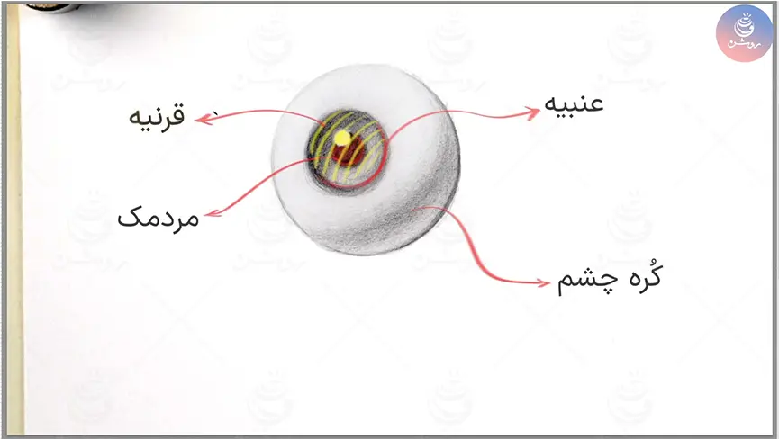 اجزای کره چشم انسان