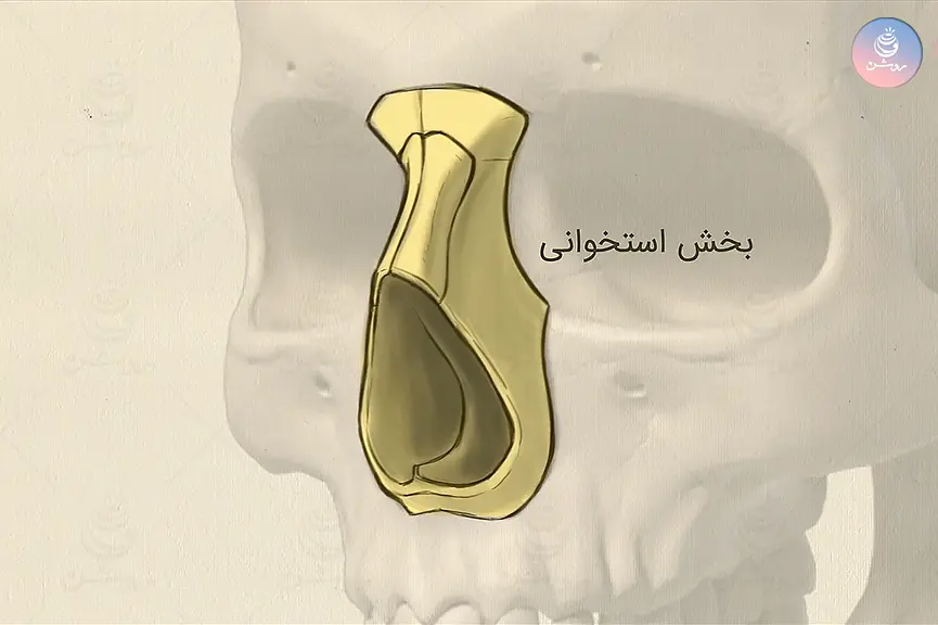 ساختمان بینی در طراحی چهره به زبان ساده
