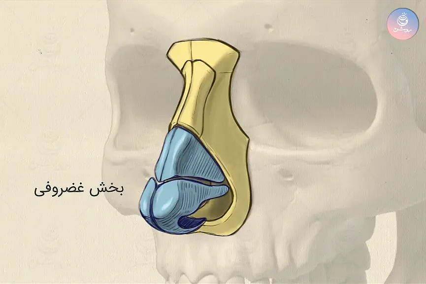 ساختمان بینی در طراحی چهره