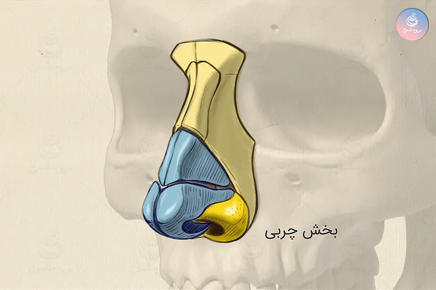 آناتومی بینی در طراحی چهره