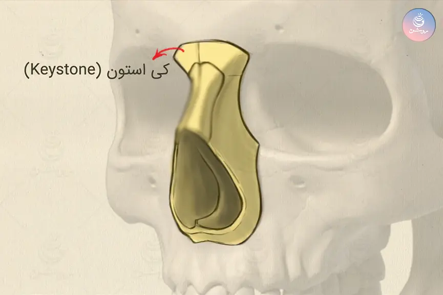 ساختمان بینی در طراحی چهره به زبان ساده
