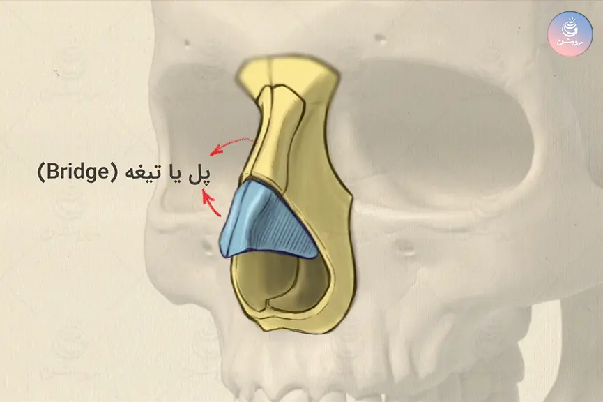 آناتومی بینی در طراحی چهره