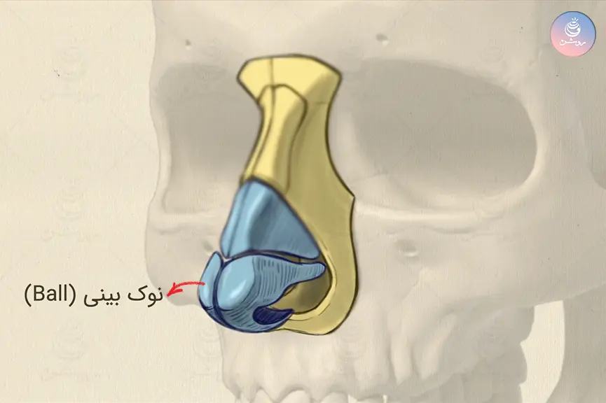 ساختمان بینی در طراحی چهره به زبان ساده