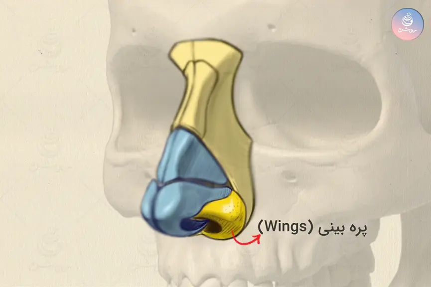 ساختمان بینی در طراحی چهره به زبان ساده