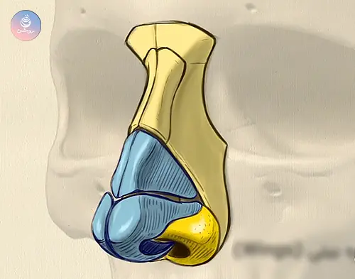 nose-anatomy-c آناتومی بینی در طراحی چهره